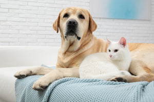 Allergie au chat et chien - Symptômes, astuces et remèdes
